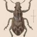 Image of Pantomorus brevipes Sharp 1891