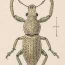 Image of Pantomorus albicans Sharp 1891