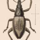 Image of Cacochromus carteri Sharp & D. 1911