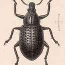 Image of Bradyrhynchus brevirostris Sharp 1891