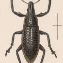 Image de Cleistolophus instabilis Sharp 1891