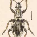 Imagem de Sciomias elegans Sharp 1911