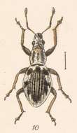 Sciomias resmi