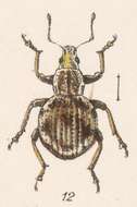 Imagem de Sciomias latipennis Sharp 1911