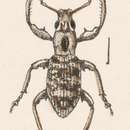 Image of Parasomus jansoni Sharp 1911