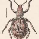 Image of Thricolepis inornata Horn 1876