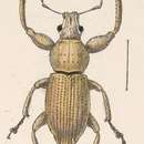 Image of Pantomorus femoratus Sharp 1891