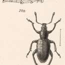 Image of Tanymecus (Tanymecus) hirsutus Champion 1911