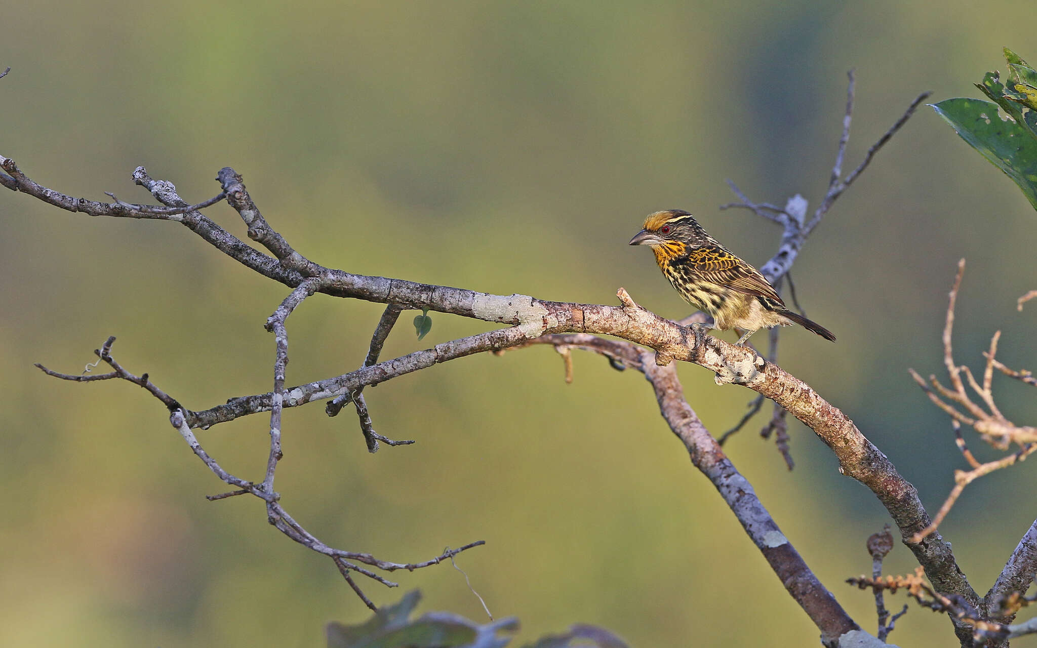 Image of Gilded Barbet