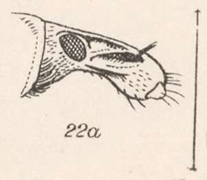 Image of Exophthalmus