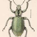 Image of Chaetopantus illustris Sharp 1911