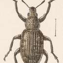 Image of Ameladus inornatus Sharp 1911