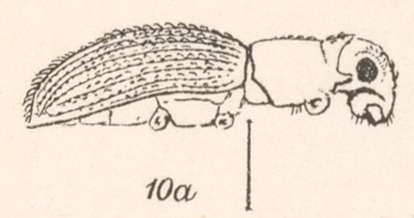 Image of Pandeleteius (Pandeleteius) hispidus Champion 1911