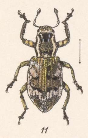 Image of Pandeleteius (Pandeleteius) brevipes Champion 1911
