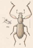 Image of Pandeleteius (Pandeleteius) tibialis Boheman 1840