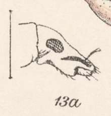 Image of Pandeleteius (Pandeleteius) tibialis Boheman 1840