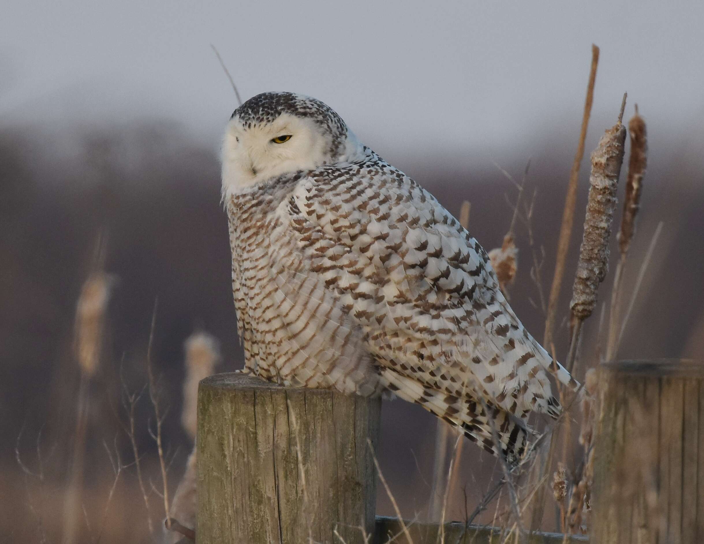 Image of Snowy Owl