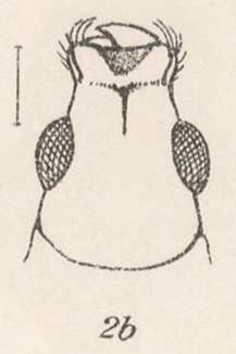 Image of Pandeleteius