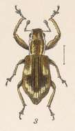 Image of Pandeleteius (Pandeleteius) ephippiatus Champion 1911