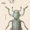 Image de Pandeleteinus submetallicus Schaffer 1908