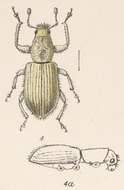 Image of Pandeleteius (Pandeleteius) clavisetis Champion 1911