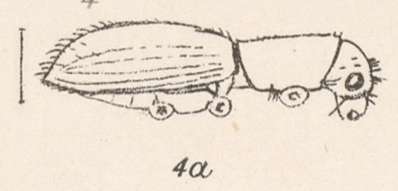 Image of Pandeleteius (Pandeleteius) clavisetis Champion 1911