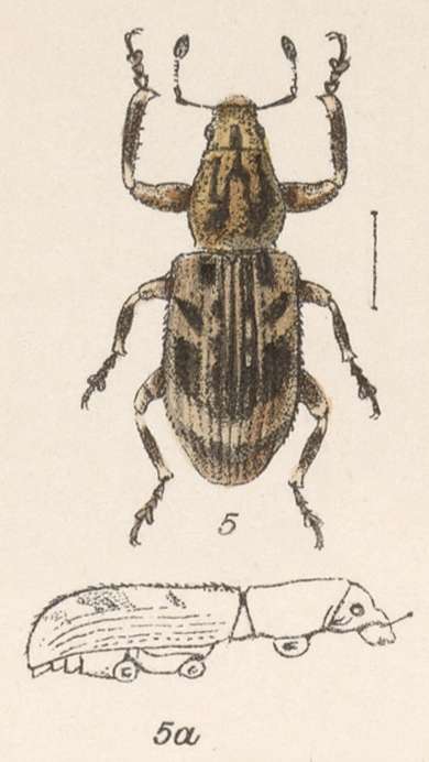 Image of Pandeleteius (Pandeleteius) flexilis Champion 1911