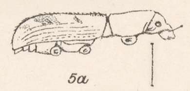 Image of Pandeleteius (Pandeleteius) flexilis Champion 1911