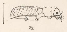 Image of Pandeleteius (Pandeleteius) cuneatus Champion 1911