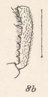 Image of Pandeleteius (Pandeleteius) obliquus Champion 1911