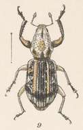 Image of Pandeleteius (Pandeleteius) varicolor Champion 1911