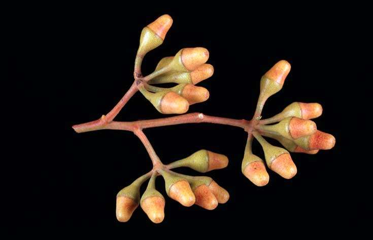 Image of Eucalyptus albida Maiden & Blakely