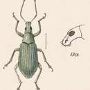 Image de Polydrosodes conicus Champion 1911