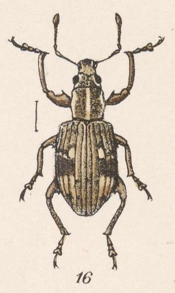Image of Anypotactus exilis Boheman 1840