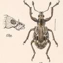 Image of Polydacrys depressifrons Boheman 1840
