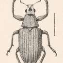 Image of Steirarrhinus conicollis Champion 1911