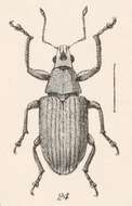 Image of Steirarrhinus