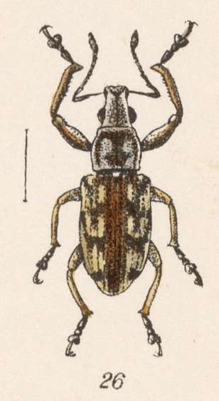 Image of Steirarrhinus nebulosus Champion 1911