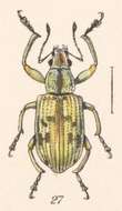 Image of Steirarrhinus nebulosus Champion 1911