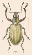 Image of Steirarrhinus nebulosus Champion 1911