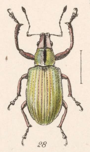 Image of Steirarrhinus nebulosus Champion 1911