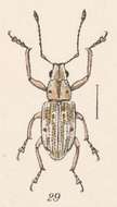 Image of Steirarrhinus nebulosus Champion 1911