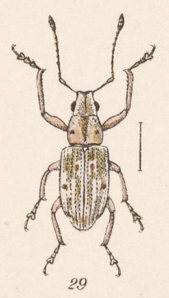 Image of Steirarrhinus nebulosus Champion 1911