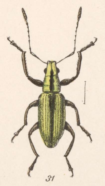 Image of Steirarrhinus tenuicornis Champion 1911