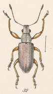 Image of Steirarrhinus cupreotinctus Champion 1911