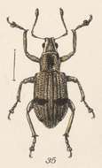 Image of Steirarrhinus cinctipennis Champion 1911