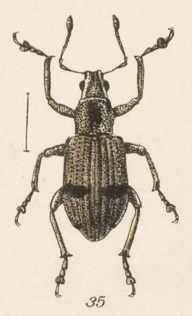 Image of Steirarrhinus cinctipennis Champion 1911