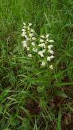 Image of Sword-leaved helleborine