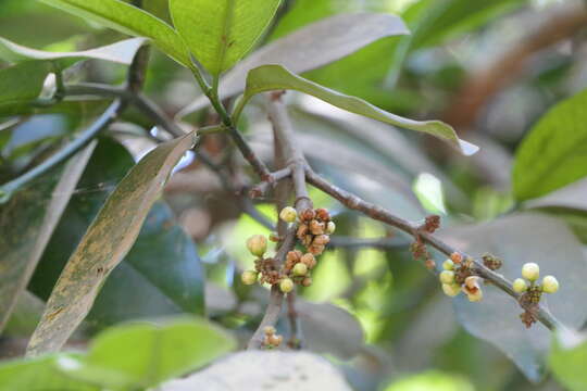 Image of Garcinia talbotii Raiz.