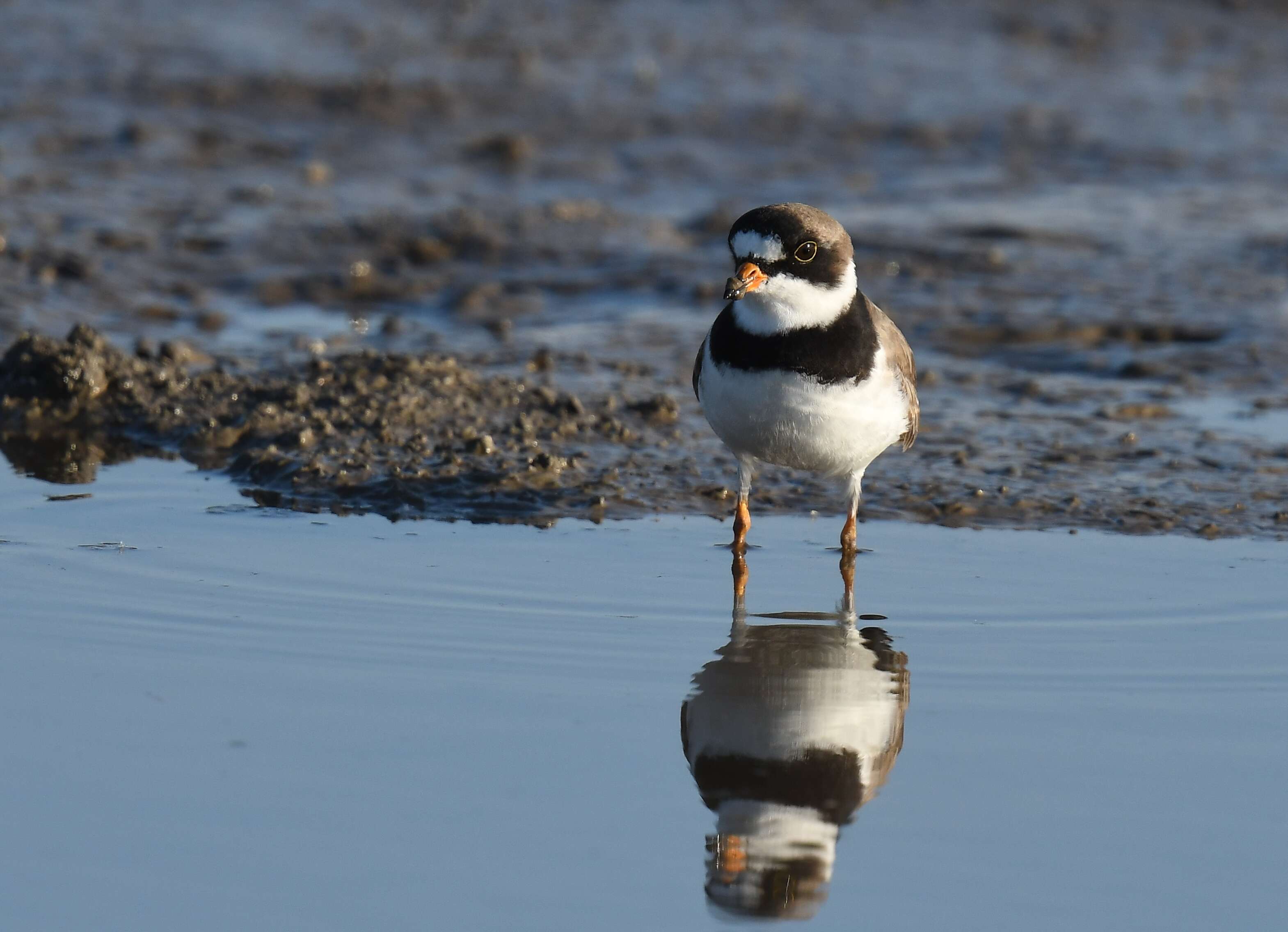 Image of Semipalmated Plover